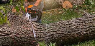 Professional Tree Services in Woodbury, NY